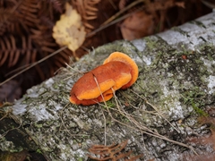 Trametes cinnabarina