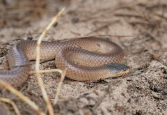 Suta nigriceps