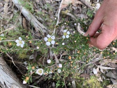 Leptospermum scoparium