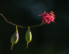 Epidendrum secundum
