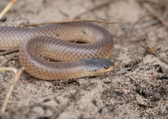 Suta nigriceps