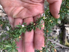 Leptospermum scoparium