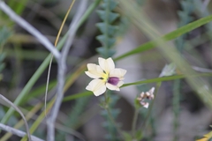 Goodenia trinervis