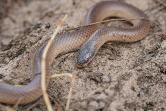 Suta nigriceps