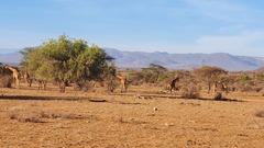 Giraffa camelopardalis reticulata