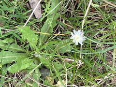 Hypochaeris albiflora