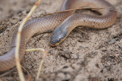 Suta nigriceps