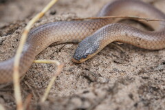 Suta nigriceps