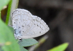 Celastrina
