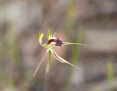 Caladenia stricta