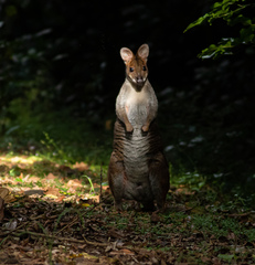 Thylogale stigmatica