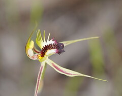 Caladenia stricta