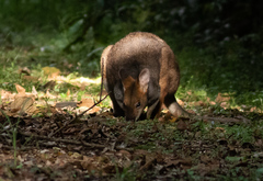 Thylogale stigmatica