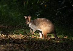 Thylogale stigmatica