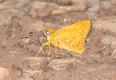 Taractrocerini