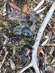 Psapharus ruficornis