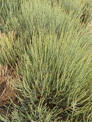 Cytisus oromediterraneus