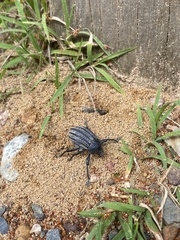 Psapharus ruficornis