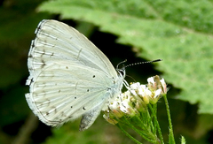 Celastrina