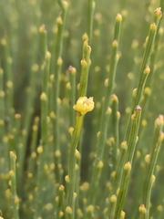Cytisus oromediterraneus