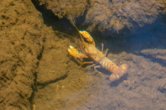 Euastacus sulcatus