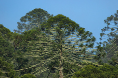 Araucaria bidwillii