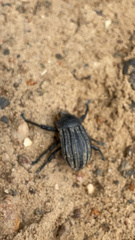 Psapharus ruficornis