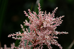 Helmholtzia glaberrima