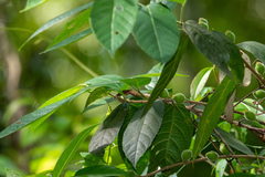 Ficus coronata