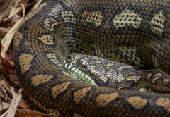 Morelia spilota