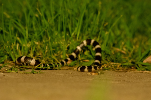 Eastern Bandy Bandy sighting