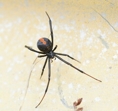 Latrodectus hasselti