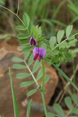 Vicia sativa