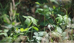 Rubus parvifolius