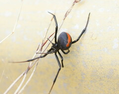 Latrodectus hasselti