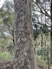 Corymbia maculata