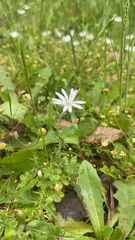 Stellaria pungens