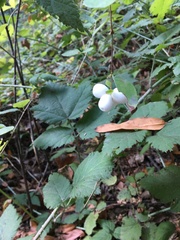 Symphoricarpos mollis