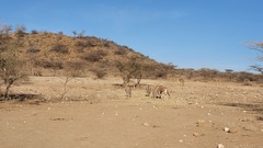 Oryx beisa beisa