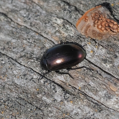 Chalcopteroides