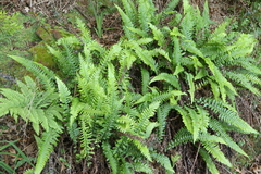 Blechnum punctulatum