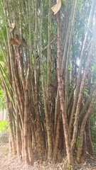 Dendrocalamus sinicus