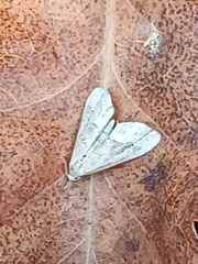 Schrankia taenialis