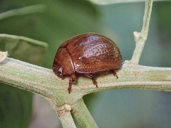 Dicranosterna semipunctata