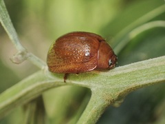 Dicranosterna semipunctata