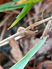 Schrankia taenialis