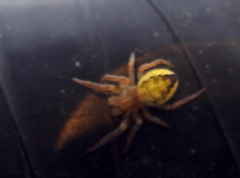 Araniella displicata