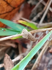 Schrankia taenialis