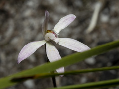 Caladenia fuscata