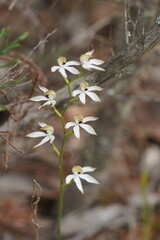 Caladenia cucullata